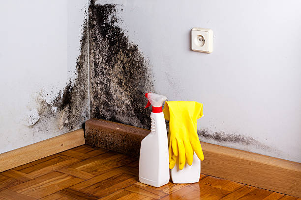 Best Certified Mold Removal  in Mukwonago, WI