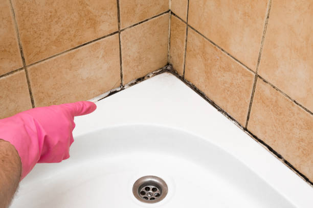 Best Mold Removal Company Near Me  in Mukwonago, WI